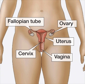 Diagram of the Female Anatomy for PID