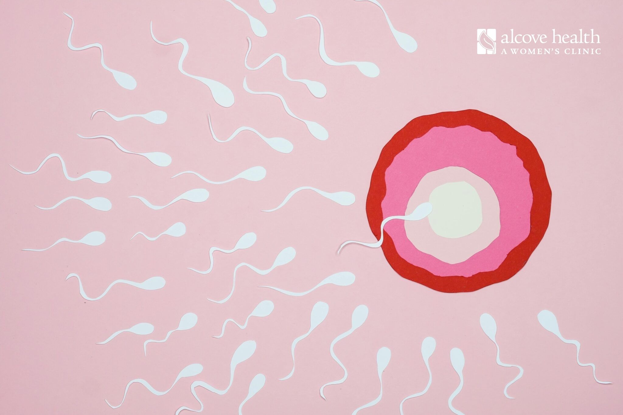 Does Life Begin at Conception? - Alcove Health Women's Clinic Newport News, Hampton, Chesterfield, VA